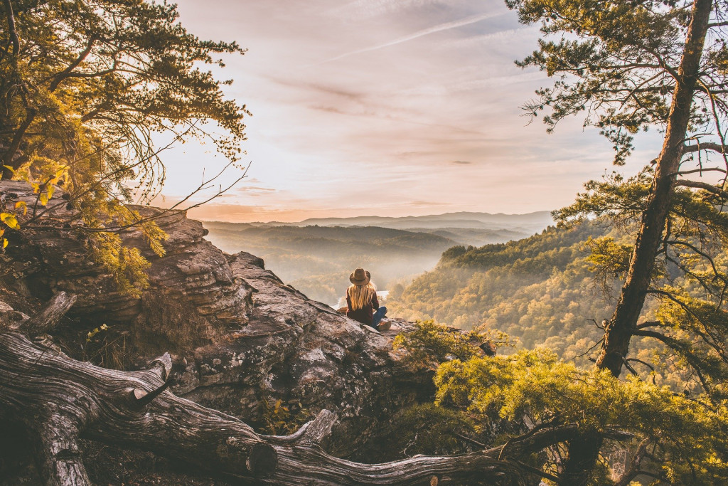 forest view