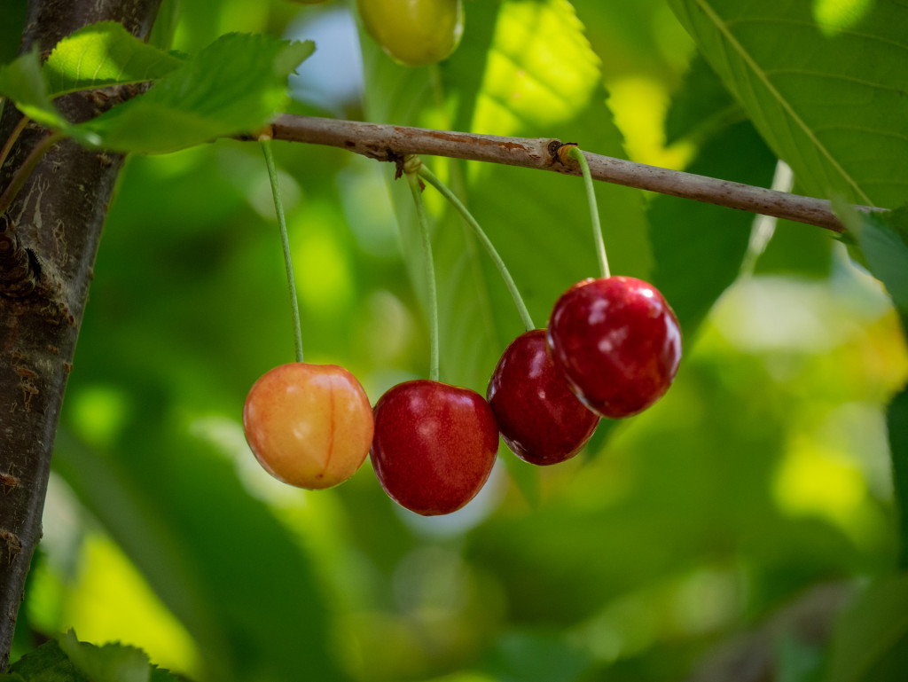 Cherries