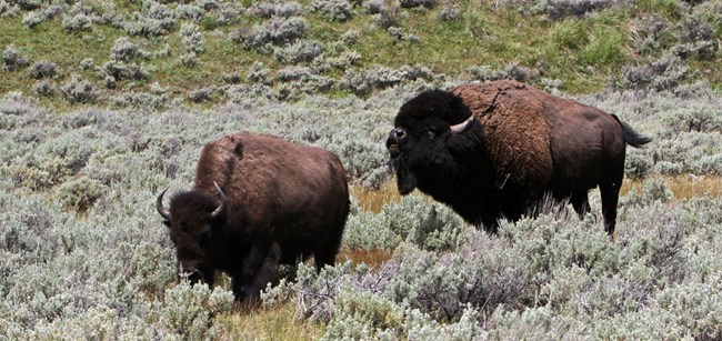 Yellowstone Bison