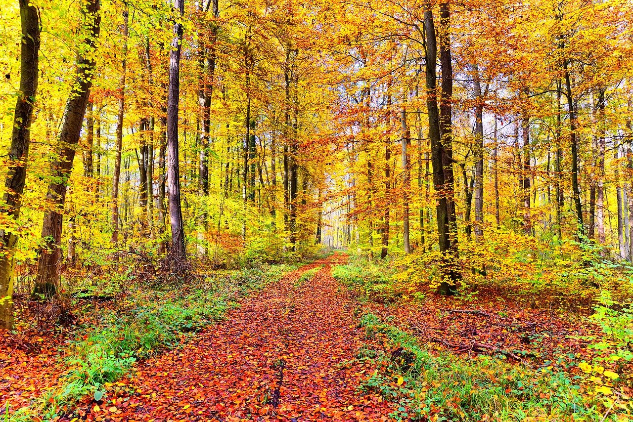 autumn trail