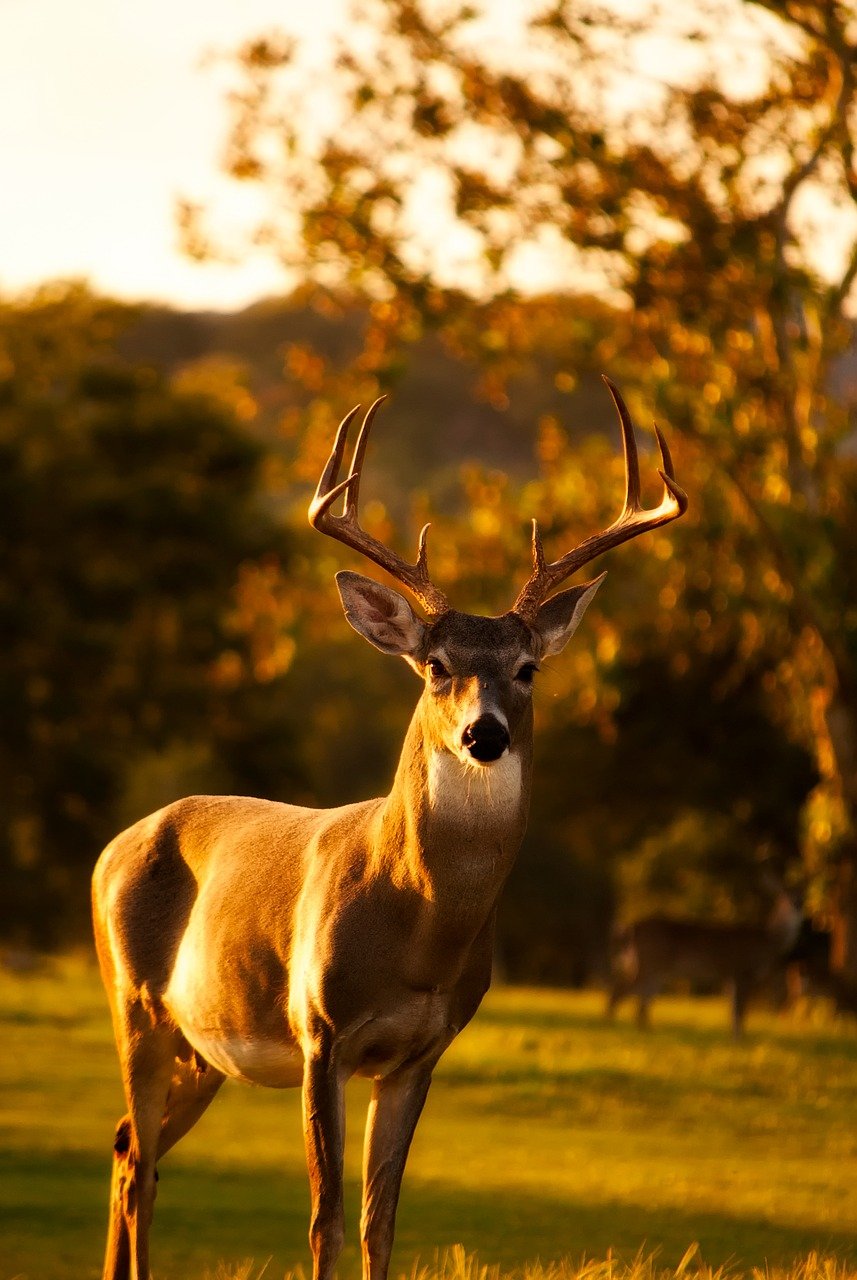 stag in autumn